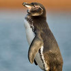 Galapagos Penguin